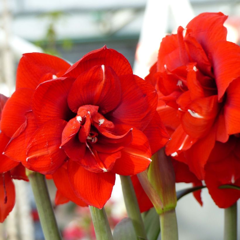 Amaryllis Double King - Hippeastrum (Floración)