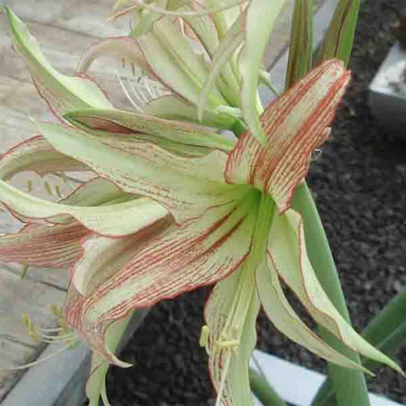 Amaryllis Emerald - Hippeastrum (Floración)