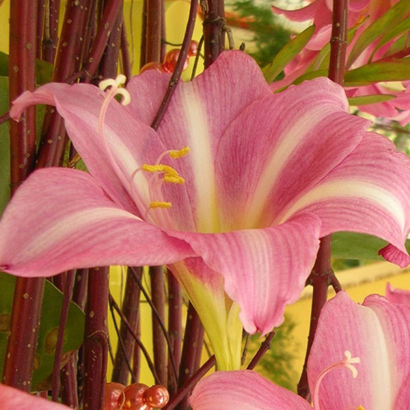 Amaryllis Estella - Hippeastrum (Floración)