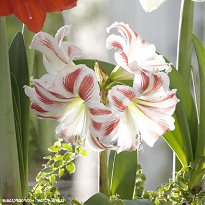 Amaryllis Flaming Striped - Hippeastrum (Floración)