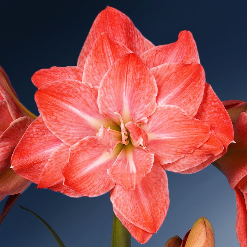 Amaryllis Flamingo Amadeus - Hippeastrum (Floración)