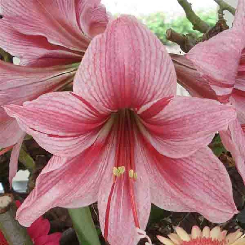 Amaryllis Gervase - Hippeastrum (Floración)