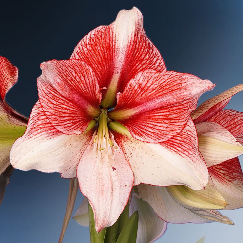 Amaryllis Grandise Fantasy - Hippeastrum (Floración)