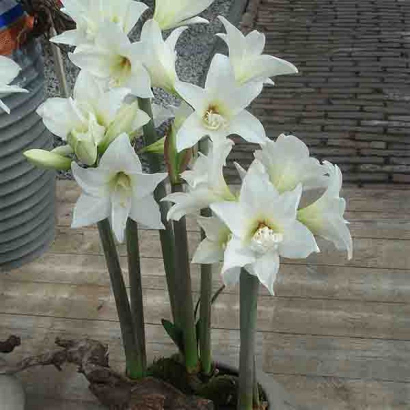 Amaryllis Jewel - Hippeastrum (Porte)