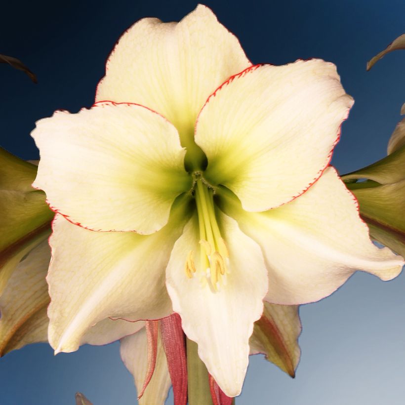 Amaryllis Lemon Cream - Hippeastrum (Floración)