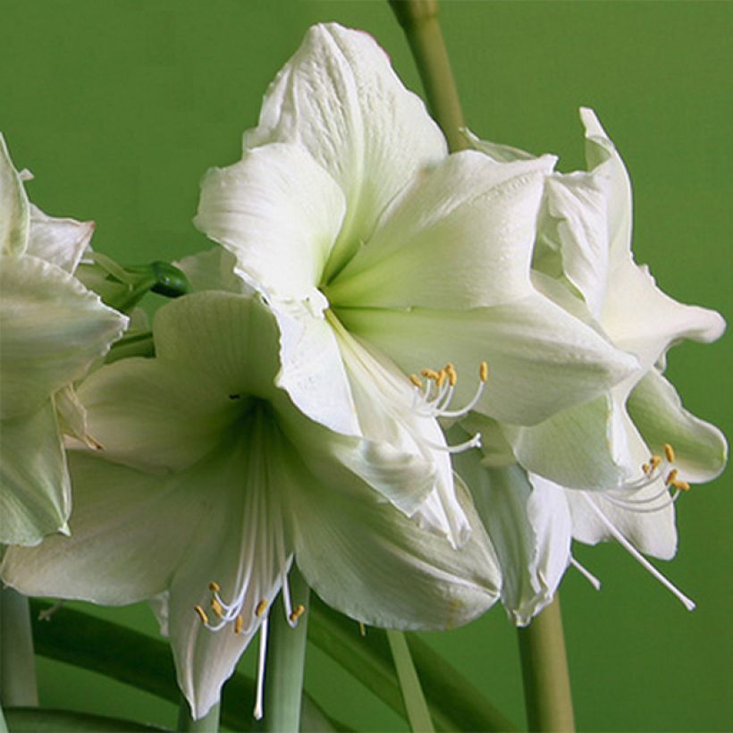 Amaryllis Luna - Hippeastrum (Floración)