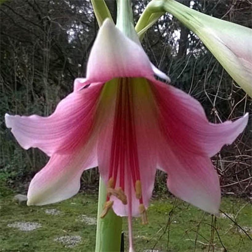 Amaryllis Misty - Hippeastrum (Floración)