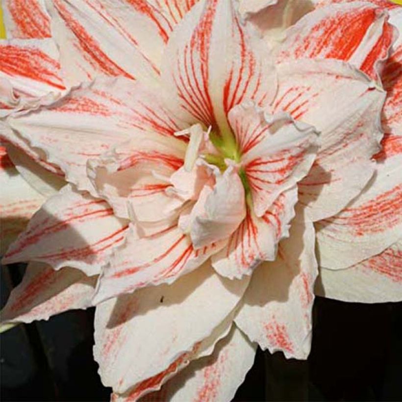 Amaryllis Nymph - Hippeastrum (Floración)