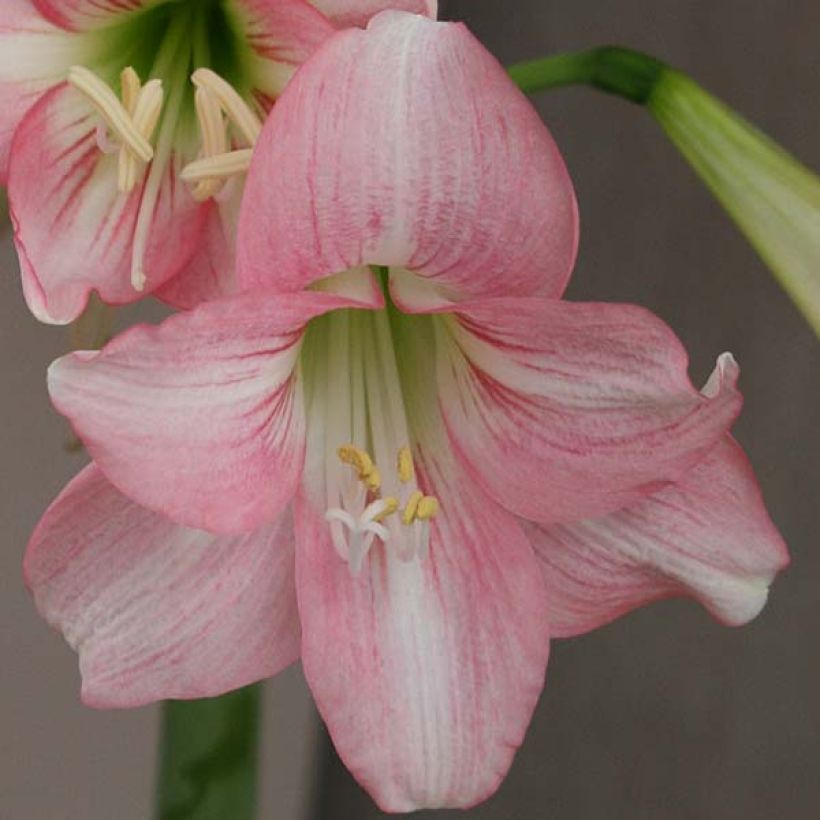 Amaryllis Pink Rascal - Hippeastrum (Floración)