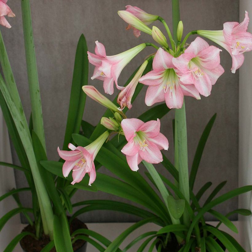 Amaryllis Pink Rascal - Hippeastrum (Porte)