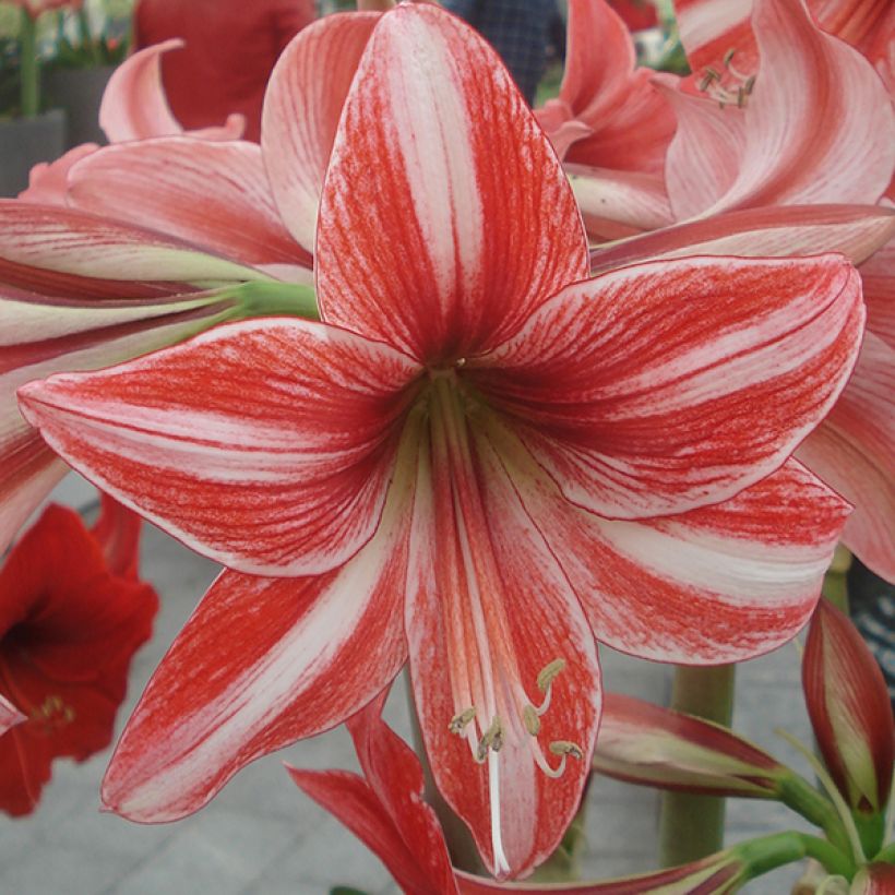 Amaryllis Pyjama Party - Hippeastrum (Floración)