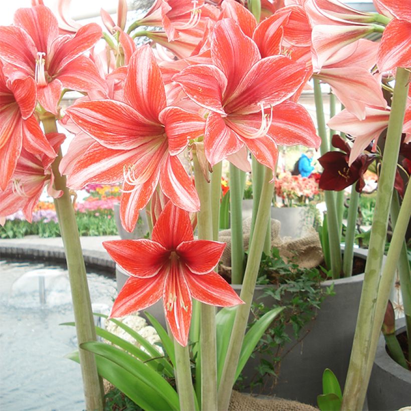 Amaryllis Pyjama Party - Hippeastrum (Porte)