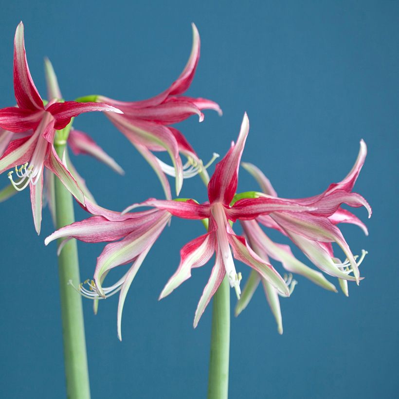 Amaryllis Cybester Quito - HIppeastrum (Floración)