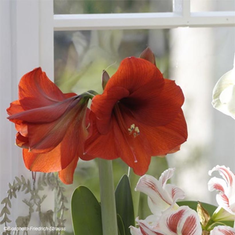 Amaryllis Red Lion - Hippeastrum (Floración)