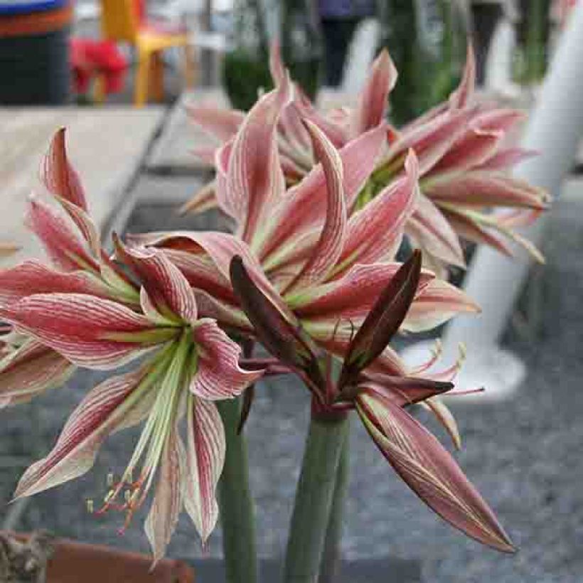 Amaryllis Rio Negro - Hippeastrum (Floración)