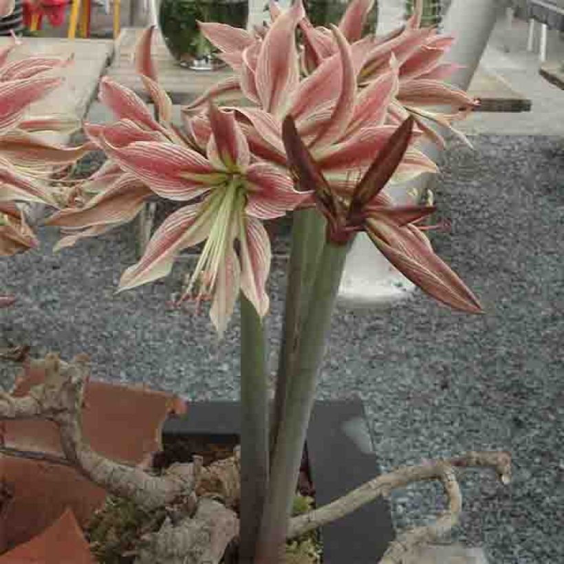 Amaryllis Rio Negro - Hippeastrum (Porte)