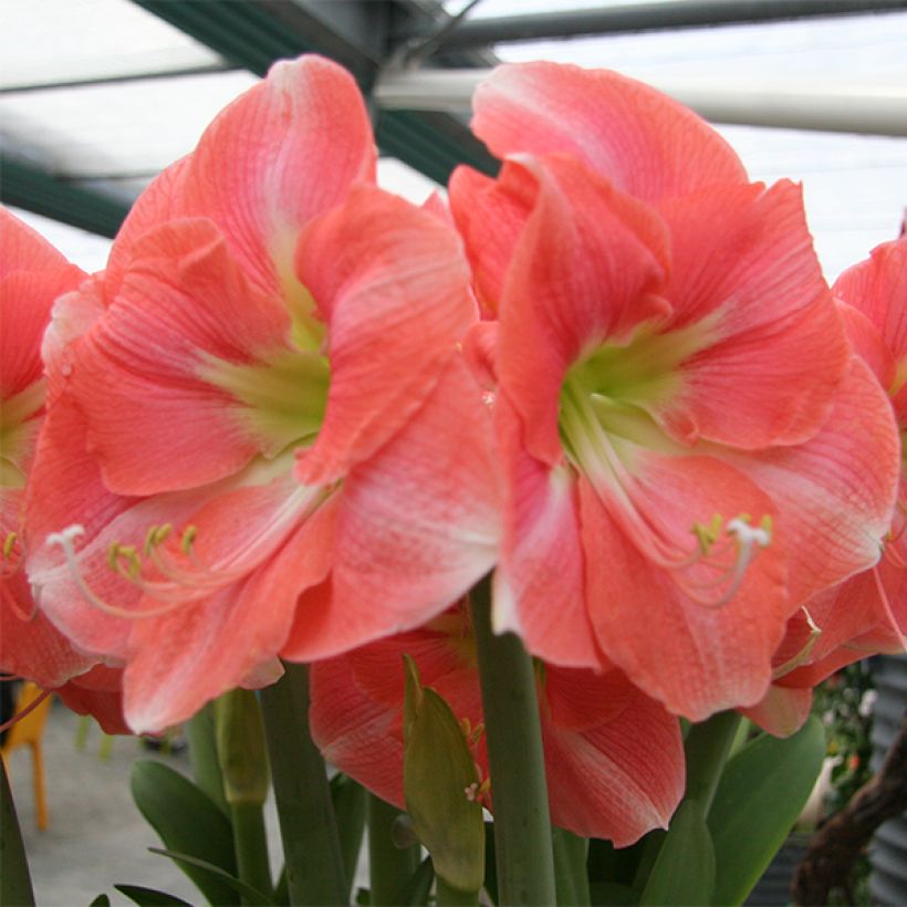 Amaryllis Rosalie - Hippeastrum (Floración)