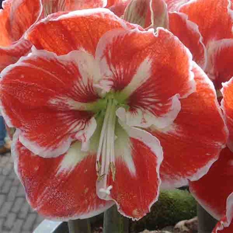 Amaryllis Samba - Hippeastrum (Floración)