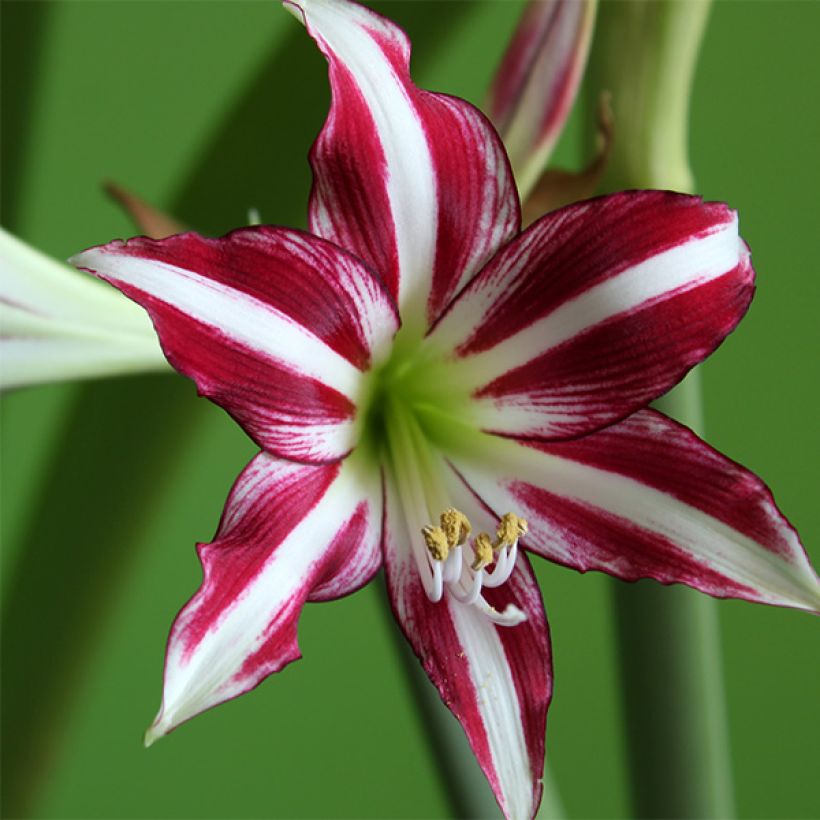 Amaryllis Santiago - Hippeastrum (Floración)