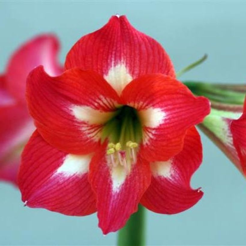 Amaryllis Sleeping Beauty - Hippeastrum (Floración)