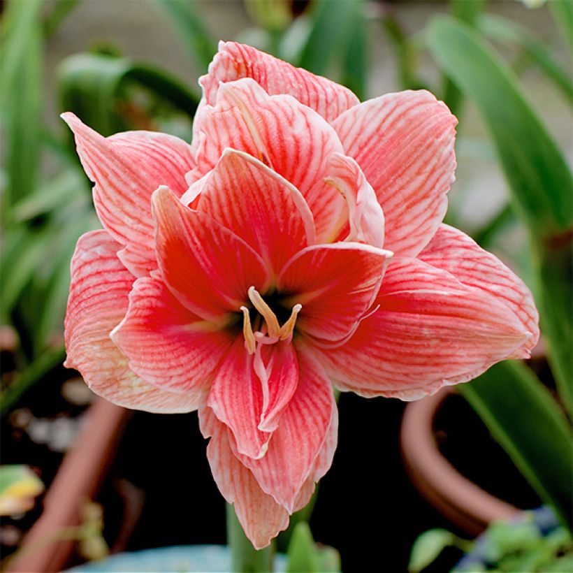 Amaryllis Sweet Nymph - Hippeastrum (Floración)