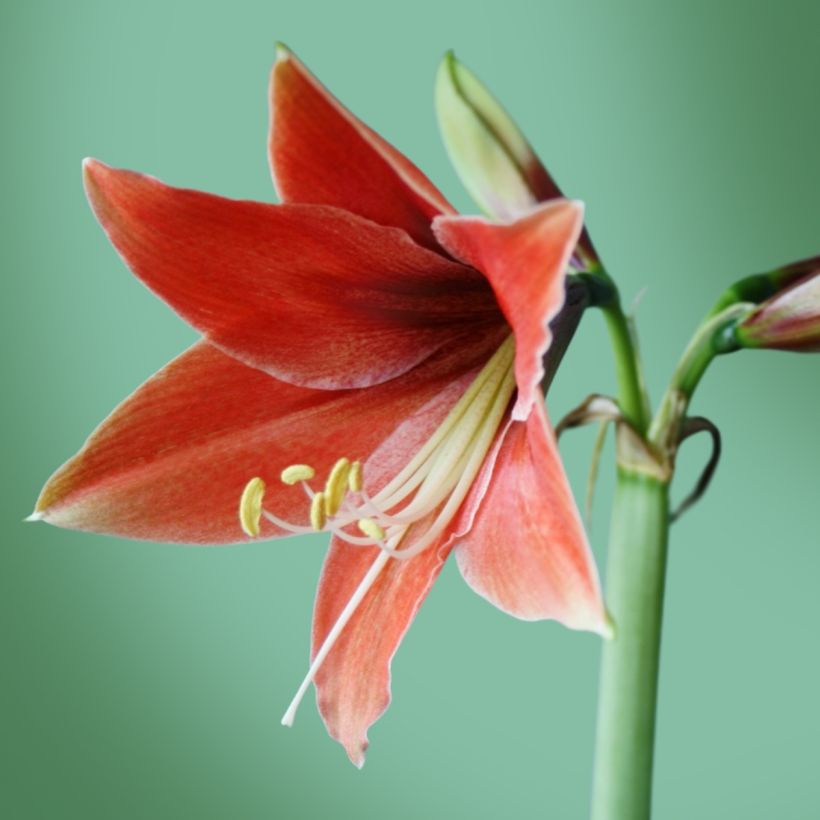 Amaryllis Tierra - Hippeastrum (Floración)