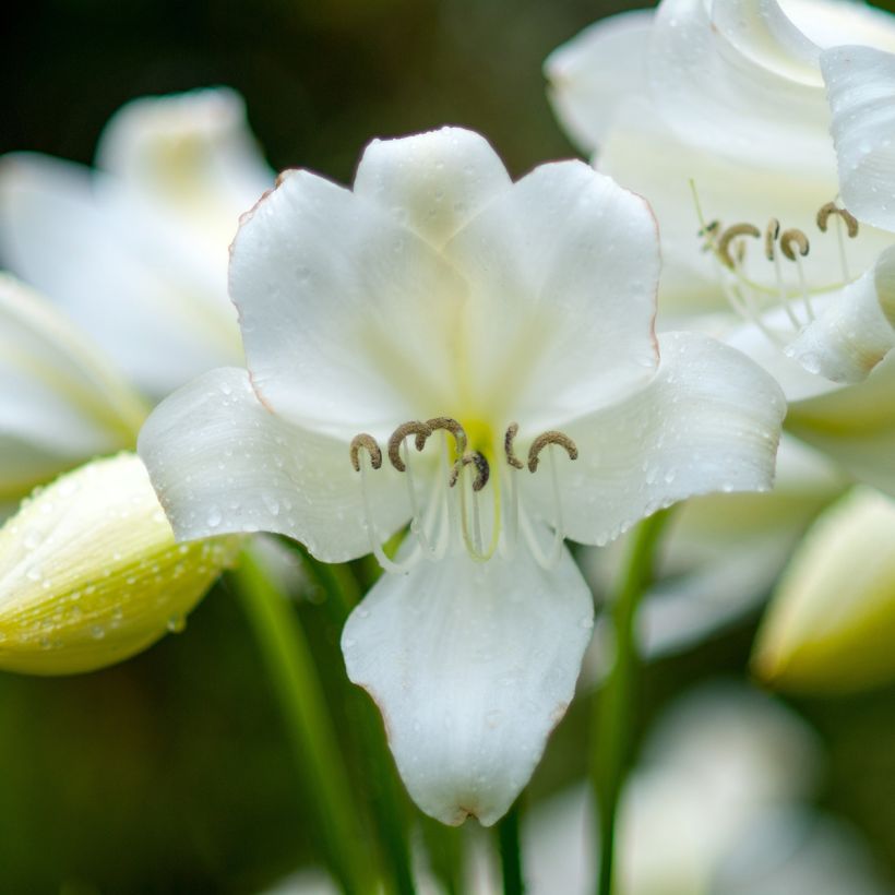 Amaryllis belladonna Alba (Floración)