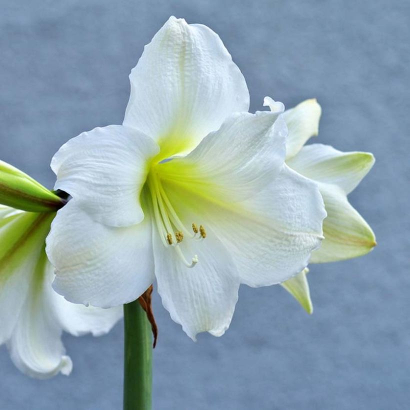 Amaryllis belladonna Ludwig Dazzler (Floración)