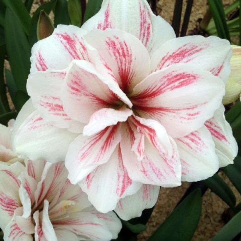 Amaryllis Aquaro - Hippeastrum (Floración)