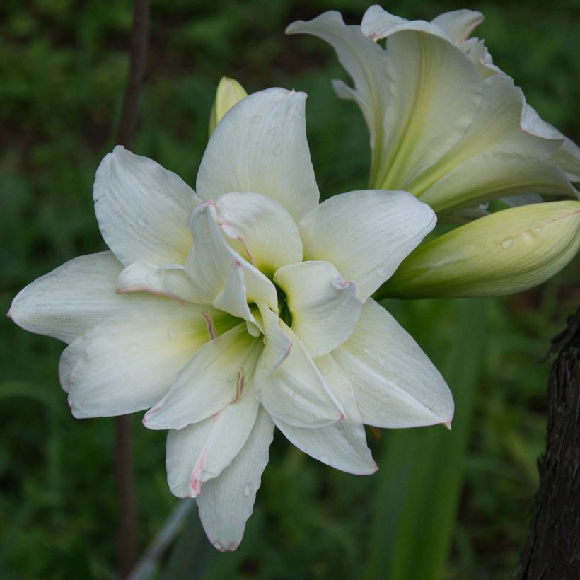 Amaryllis Alasca - Hippeastrum sonatini (Floración)