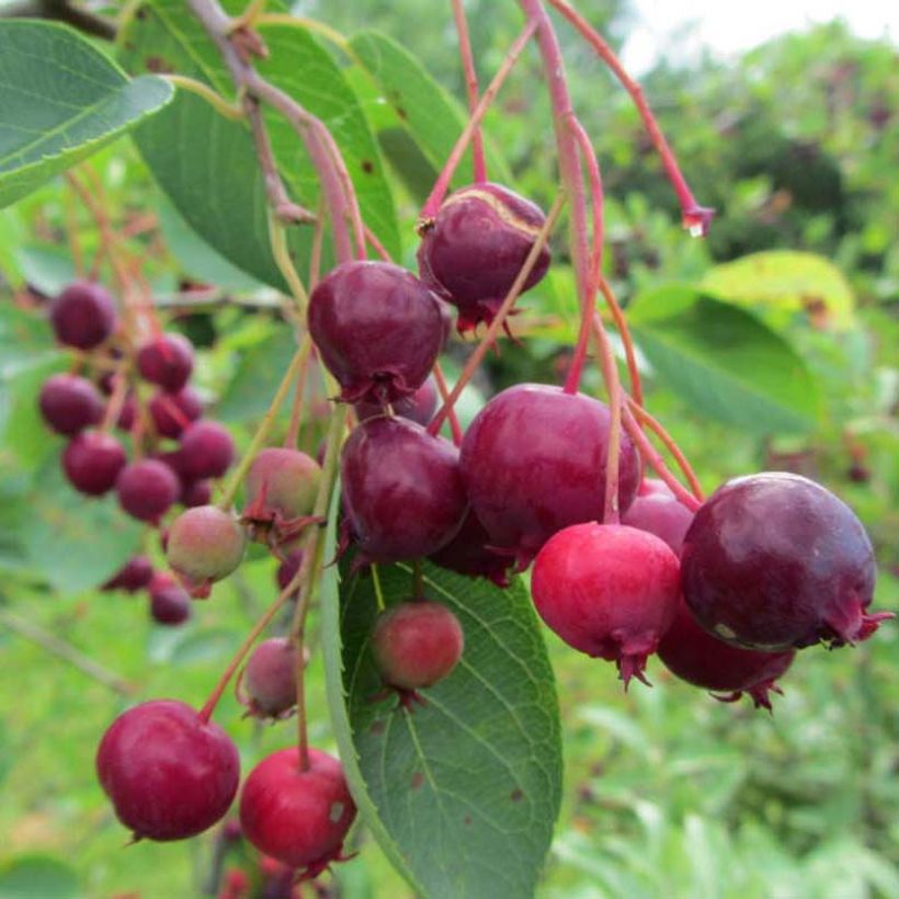 Amelanchier laevis Ballerina (Cosecha)