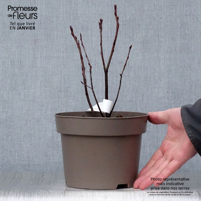 Amelanchier Thiessen Pot de 2L/3L Ejemplar entregado en invierno