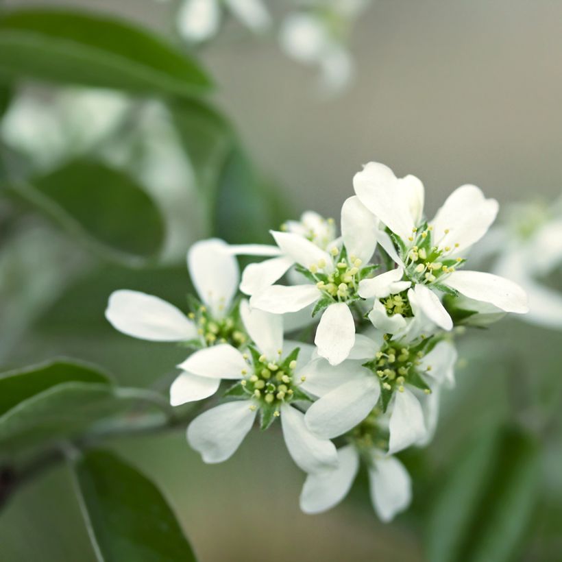 Amelanchier alnifolia Thiessen - Guillomo de Saskatchewan (Floración)