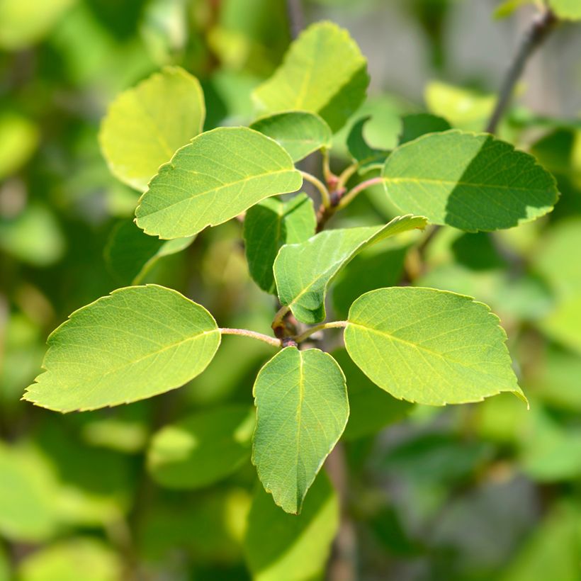 Amelanchier alnifolia Obelisk - Guillomo de Saskatchewan (Follaje)