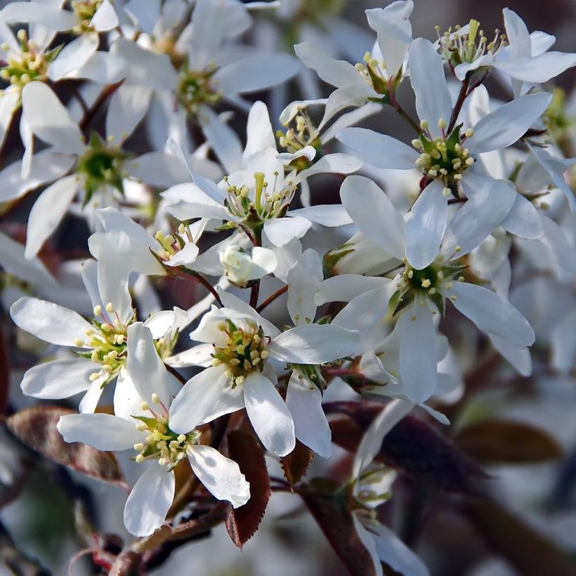 Amelanchier canadensis - Guillomo del Canadá (Floración)