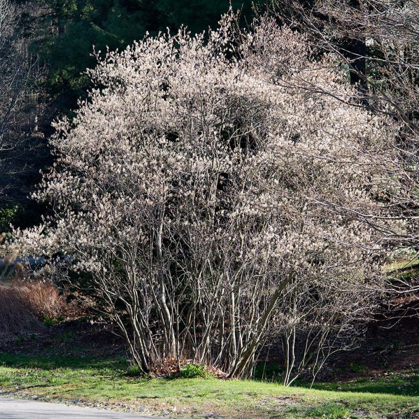 Amelanchier canadensis - Guillomo del Canadá (Porte)