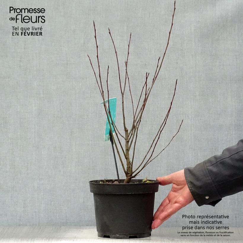 Amélanchier en épis - Amelanchier spicata Pot de 3L/4L Ejemplar entregado en invierno