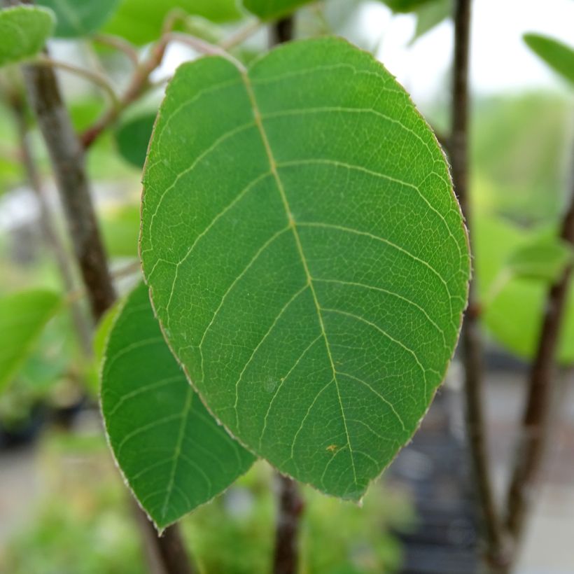 Amelanchier spicata - Guillomo (Follaje)