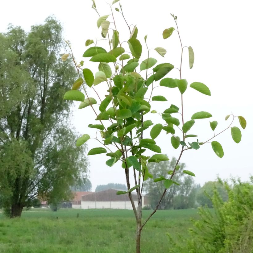 Amelanchier spicata - Guillomo (Porte)