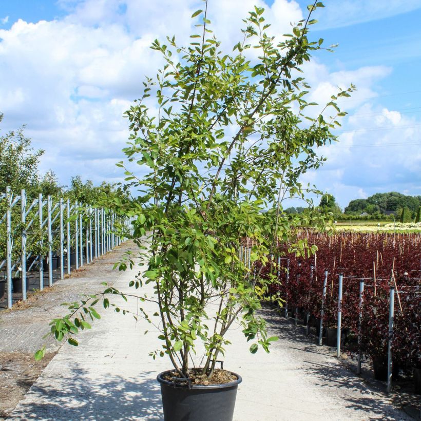 Amelanchier lamarckii - Amélanchier de Lamarck - Pot de 70L Cépée Ejemplar entregado en la primavera