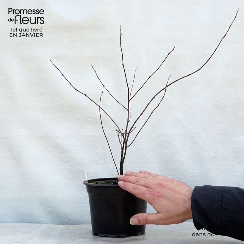 Amelanchier lamarckii en pot de 3L/4L Ejemplar entregado en invierno