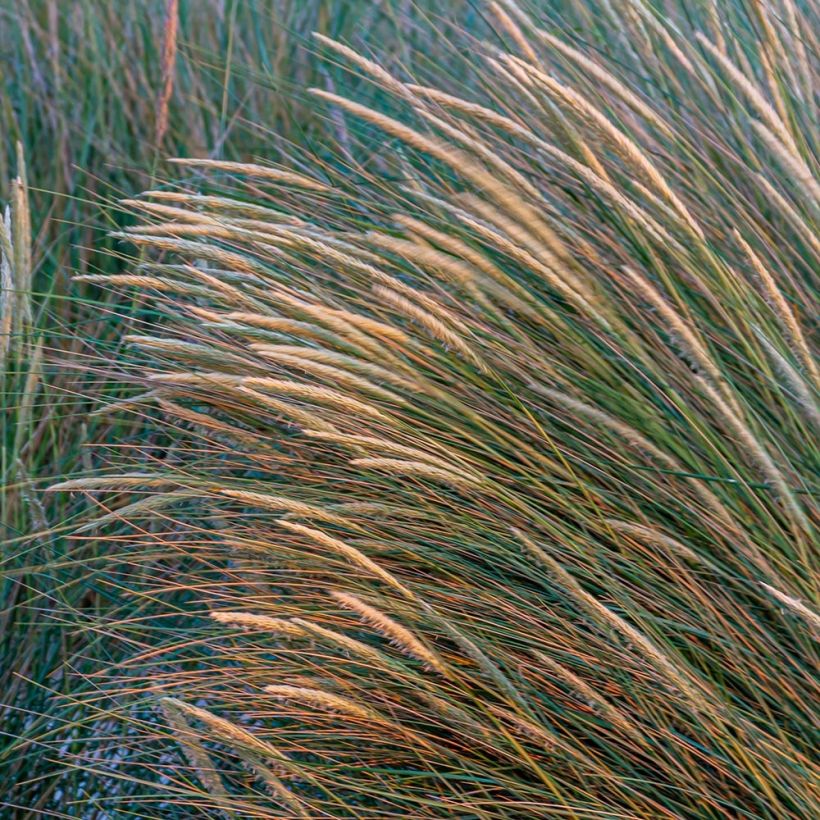 Ammophila arenaria - Barrón (Floración)