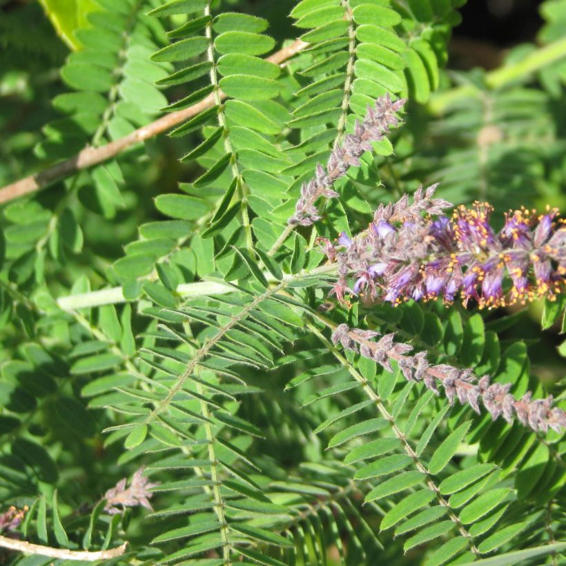 Amorpha canescens (Follaje)