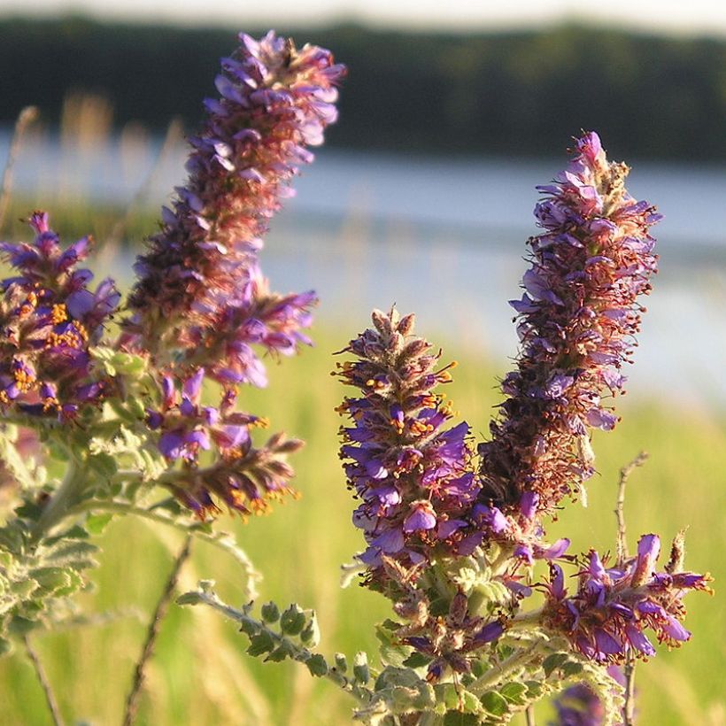 Amorpha canescens (Floración)