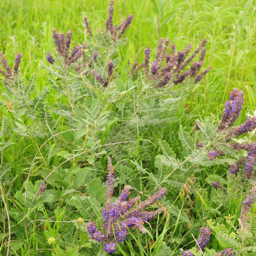 Amorpha canescens (Porte)