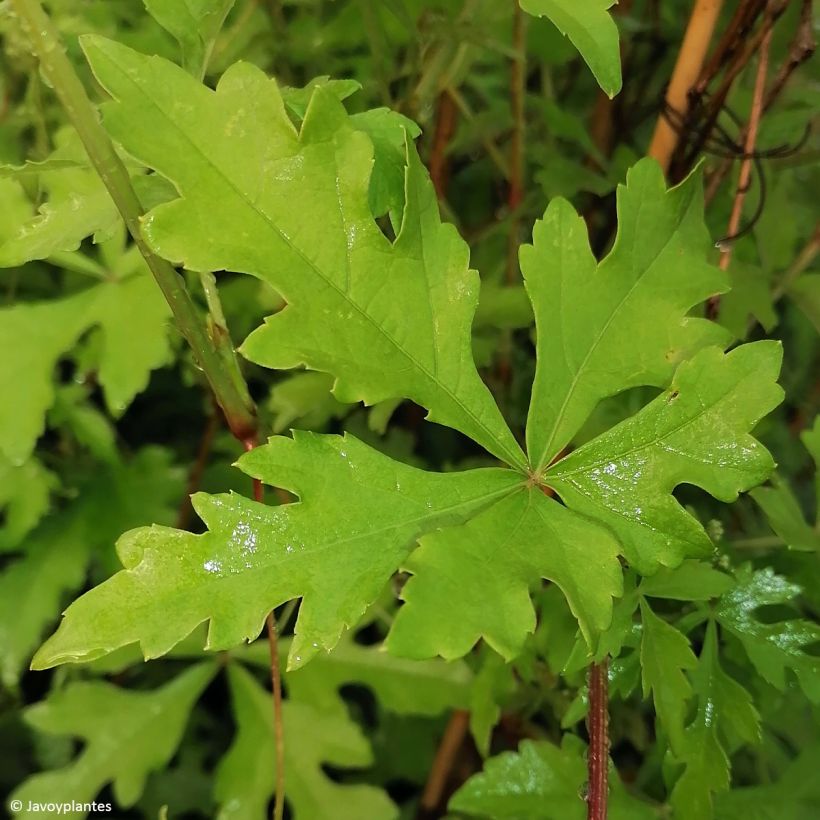 Ampelopsis aconitifolia - Vid de fraternidad (Follaje)