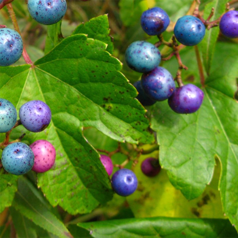 Ampelopsis glandulosa var. maximowiczii (Follaje)