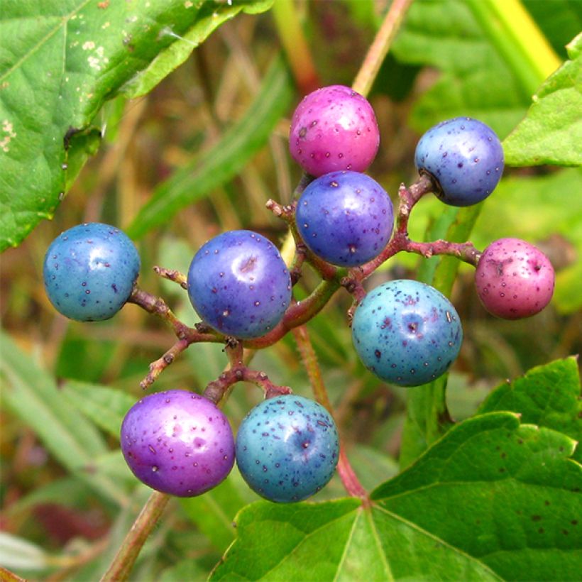 Ampelopsis glandulosa var. maximowiczii (Cosecha)