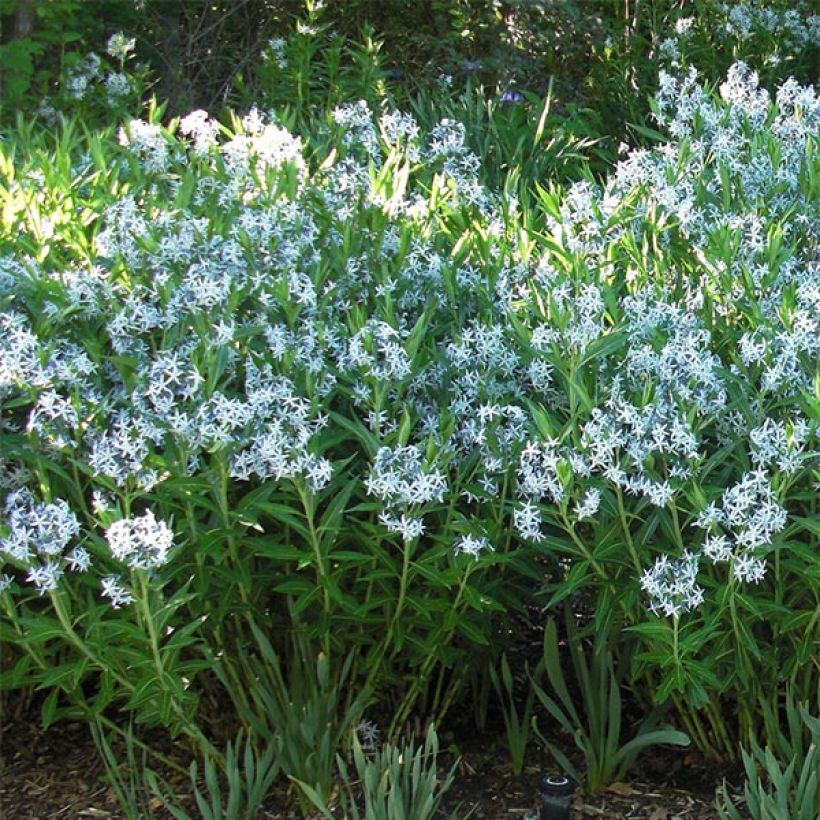 Amsonia ciliata - Estrella azul con flecos (Porte)