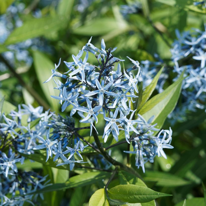 Amsonia ciliata - Estrella azul con flecos (Floración)